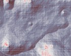 knig bonn